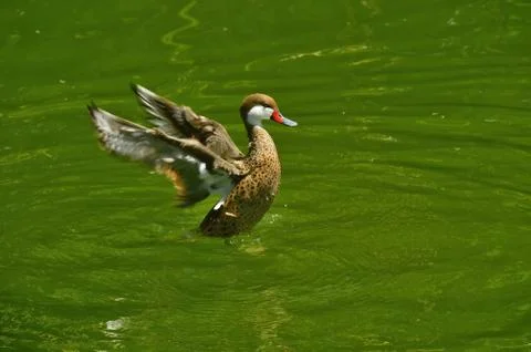 Duck taking off from the water Stock Photos