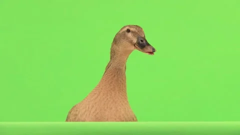Duck talks isolated on a green screen. Stock-Footage 135861788