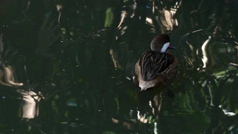 Duck Teal or Common Teal (Anas crecca) male. Small Teal swims among wild ducks.  스톡 동영상 126139656