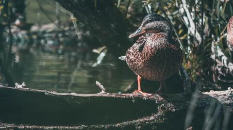 Duck on tree Stock Photos