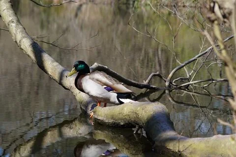 Duck on tree stump Stock Photos