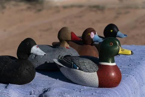 This duck is trying to be differant. Stock Photos