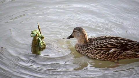 Duck trying to eat a plastic bug in Segura river Stockbeeldmateriaal 122735347