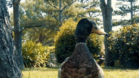 The duck turns its beak into the camera, looks at us. Two ducks go. Stock Footage 113353387