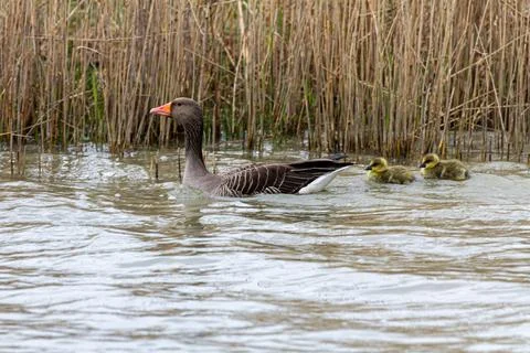A duck with two young ducks. Foto stock