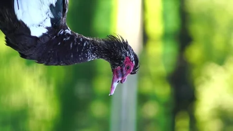 Duck vertical Stock Footage 169617825