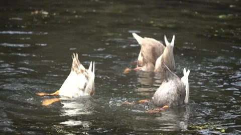 Duck video on a pond 動画素材 307738805