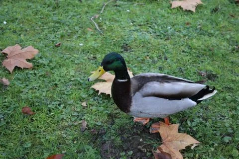 Duck on a Visa Stock Photos