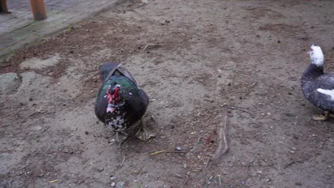 Duck Wagging Tail in Public Park Setting Stock Footage 287660882