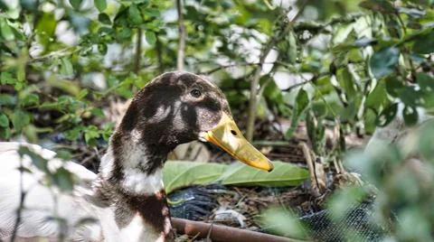 Duck wakes up Stock Photos