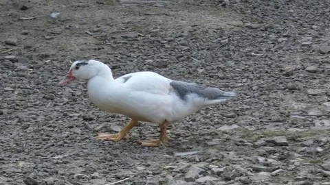 Duck Walk Stock Footage 80553285