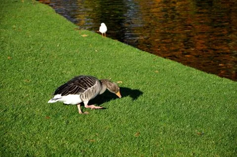 Duck walk Stock Photos