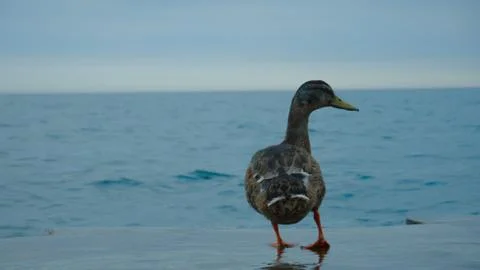 Duck Walk Stock Photos
