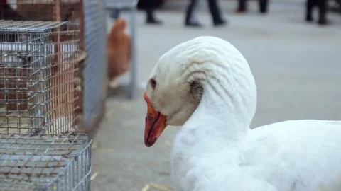 Duck walk on street Видео 72792467