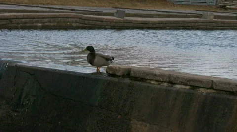 Duck Walking Along Dam Stock Footage 830132
