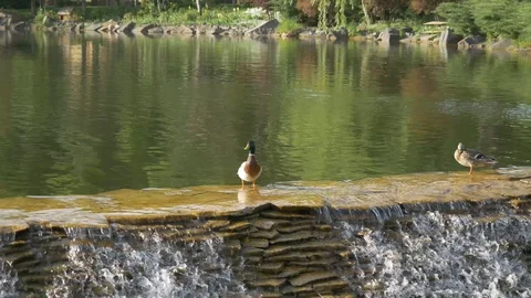 A duck is walking along the edge of a waterfall. Beautiful green nature Stock Footage 129651613