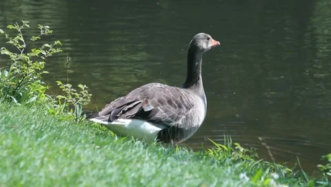 Duck walking and drinking water Video stock 11099682