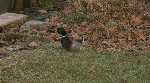 Duck Walking Around Stock Footage 830023