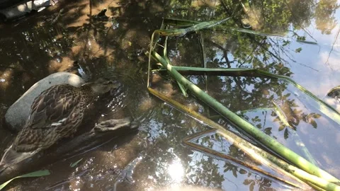 Duck walking around Stock Footage 134231231
