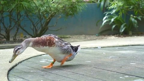 Duck Walking Around in Natural Environment 4K Vídeos de archivo 336523087
