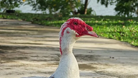 Duck walking around in park. Stock Footage 313598332