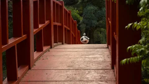 Duck Walking Away Across Red Bridge in Japanese Garden Vídeos de archivo 327568344