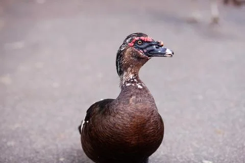 Duck walking down the path at the zoo Stock Photos