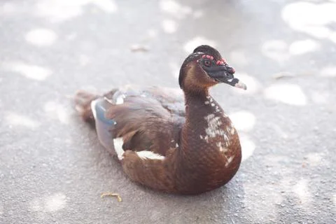 Duck walking down the path at the zoo Foto stock