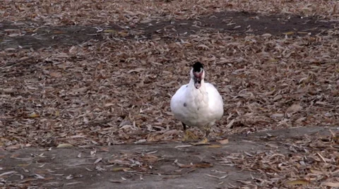 Duck Walking Stock Footage 32921797