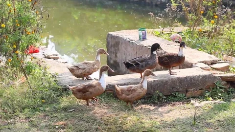 Duck walking Stock Footage 100692775