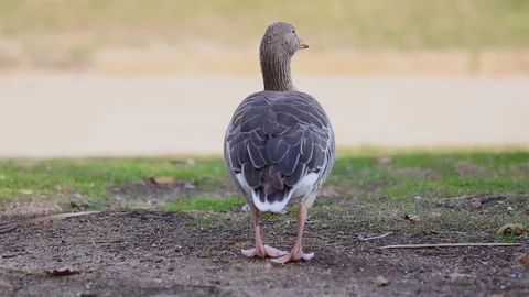 Duck walking Stock Footage 122138603