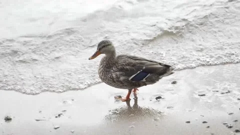 Duck Walking Stock Footage 140616060
