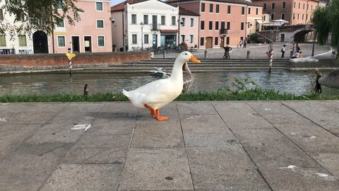 Duck walking in front of camera. Stock Footage 95551397