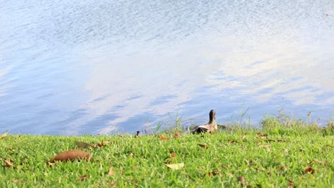 Duck Walking on Grass and Entering Lake Then Swimming on Water 库存影片 333816786
