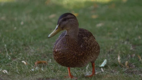 Duck walking on grass Stock Footage 106298658