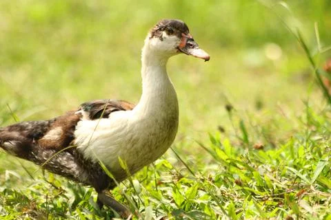 A duck walking on the grass Stock Photos