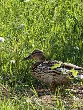 Duck walking in the grass Stock Photos