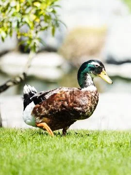 A duck is walking on the grass Fotos de archivo