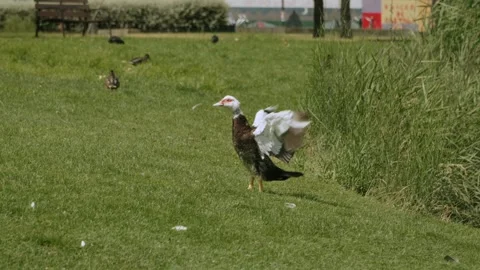 Duck Walking on Grass with Wings Spread in Summer Park, Slow Motion Stock Footage 314490997