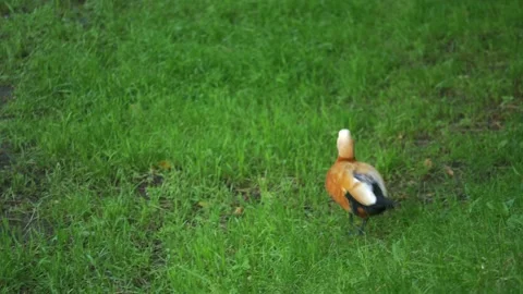 The duck is walking on the green grass Close-up Stock Footage 138967430