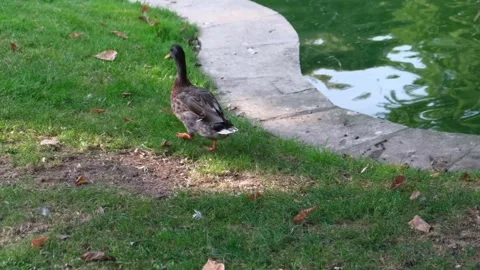 Duck walking by green pond in central park Stock Footage 249306992