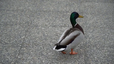 Duck walking on the ground, says quack quack Stock Footage 104979366