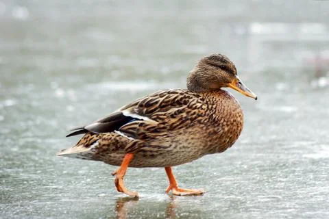 Duck walking on ice Stock Photos