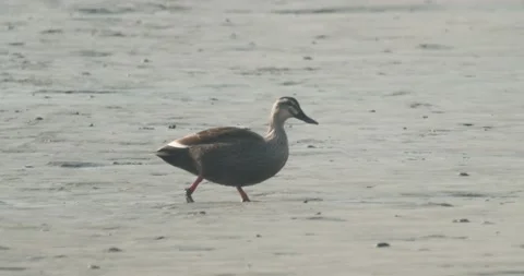 Duck walking on the mud and looking for food Stock Footage 229706691