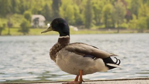 Duck walking out of frame in slow motion Stock Footage 109006548