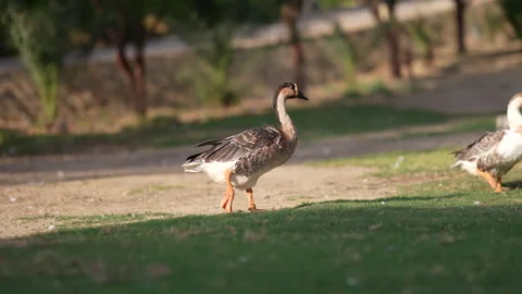 Duck walking in a park Stock Footage 246983386