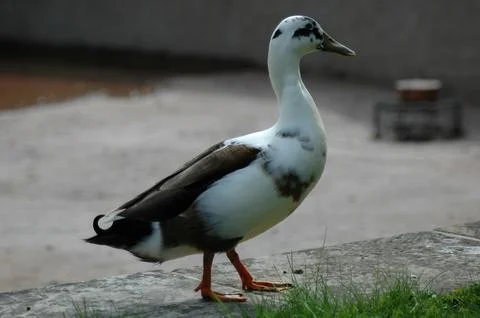 Duck Walking on a Pathway in a Natural Setting Stock Photos
