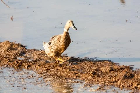 Duck walking 写真素材
