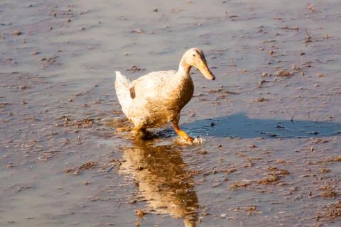 Duck walking 写真素材