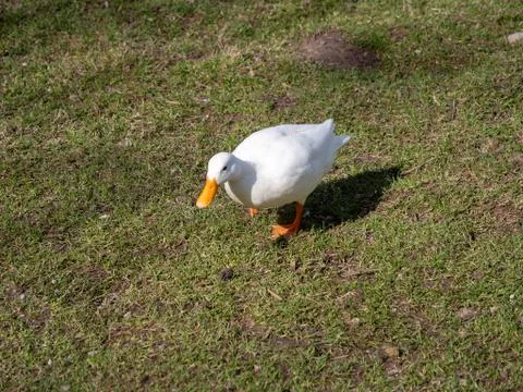 Duck is walking Stock Photos